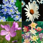Gift Pack 4 flower seed packets, daisy.Free Shipping!