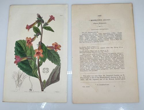 Miss Drake Ridgway Botanical 1837 #1960 Rehmannia chino - Imagen 1 de 3