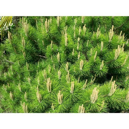 30 x Pinus Thunbergii seeds. Japanese Black Pine tree seeds - Picture 5 of 5