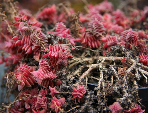 Crassula Capitella * Red Flames * Ornamental Unique Succulent * Rare 5 Seeds * - Picture 4 of 4