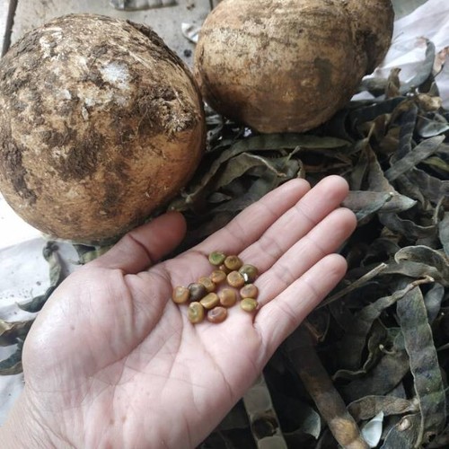 100++ Jicama Yam Bean Seedss (Pachyrhizus erosus) Mexican Turnip - Picture 7 of 9