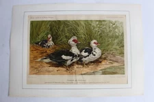 Barbary Ducks Agriculture Journal Engraving (36449)