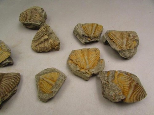 100% Natural Trilobite Tail Fossil Ancient fossils Teaching Specimens Collection - Picture 5 of 8