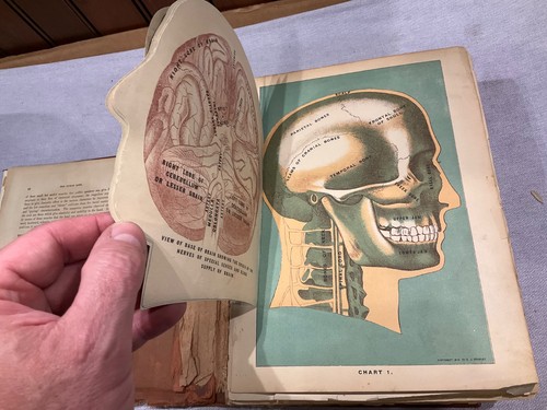 BIBLIOTHEK DER GESUNDHEIT 1916 Haus- und Pflanzenheilmittel medizinische Farbplatten Sexologie G - Bild 9 von 15