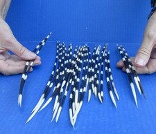 25 piece lot of South African Porcupine Quills 8 to 13 inches 51727