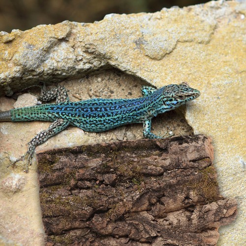 2 Pcs Plant Display Bark Terrarium Climbing Reptile Tank Accessory Accessories - 第 10/11 張圖片