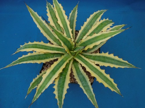 Agave xylonacantha Variegated "Frostbite" Dark RED TEETH 2"-3" Starter Plants  - Picture 11 of 12