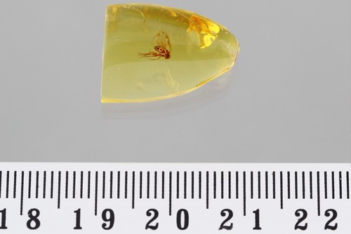 ENHYDRO Moving WATER & FLY Fossil Inclusion Genuine BALTIC AMBER + HQ Pic 250304 - Bild 6 von 6