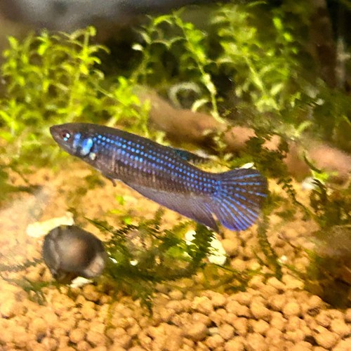 Blue Wild Mahachai - Female Betta A01 - Picture 5 of 8