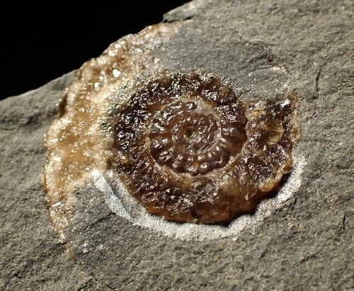 Calcite Cammonite fossil display piece (27mm) jurassic coast fossils UK antiques - Picture 5 of 6