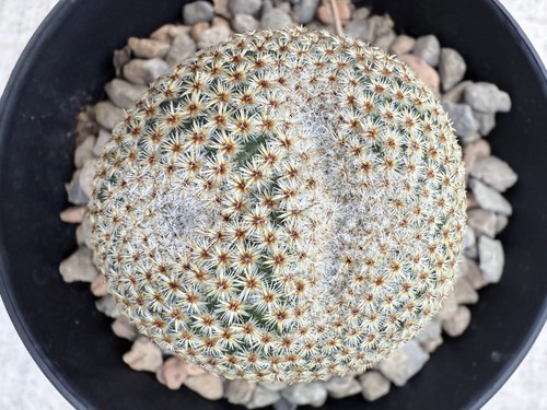 Mammillaria crucigera Rare Find!