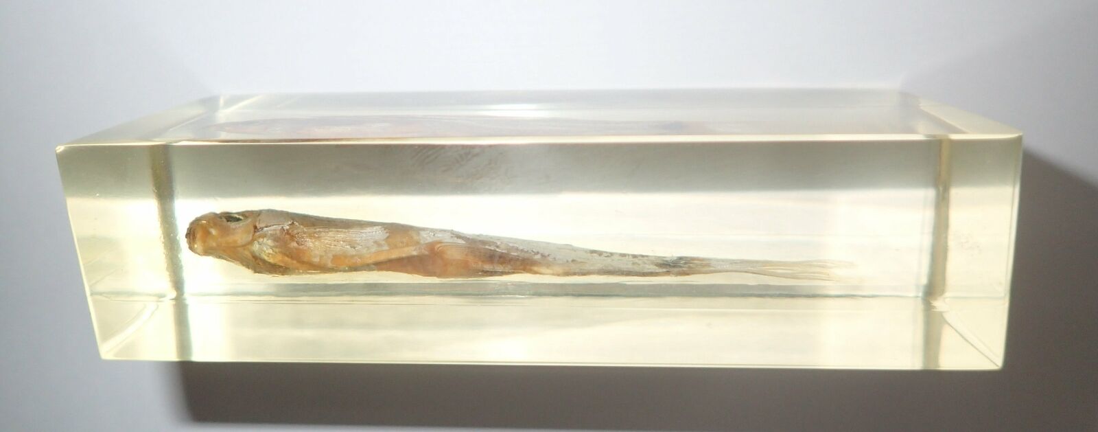 Picture 6 of 6