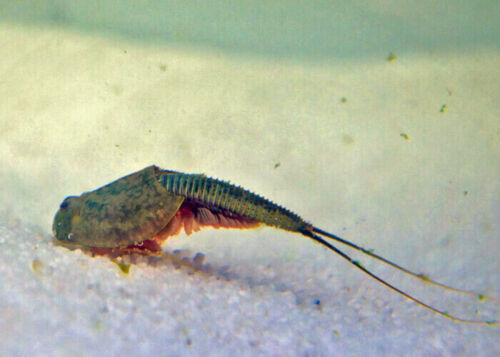Triops Longicaudatus schwarzes Starterkit Ultra von Triops King - Bild 4 von 27