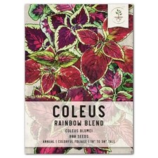 Rainbow Coleus Seeds For Planting Coleus blumei 