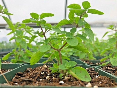 1000+SWEET MARJORAM Seeds Organic Herb Garden Indoor Container Groundcover Easy - Picture 5 of 9