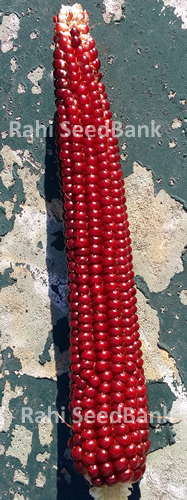 Corn Red Long King - A Rare, Unique & Stunning Red Long Corn Variety!!! - Picture 5 of 7