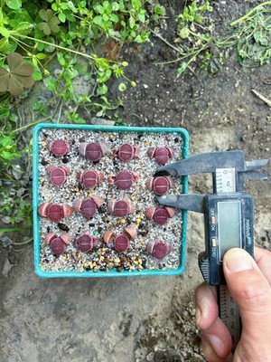 5Pieces 1.5cm Seedgrwoth Live Lithops Hallii purple Beautiful Garden Planting