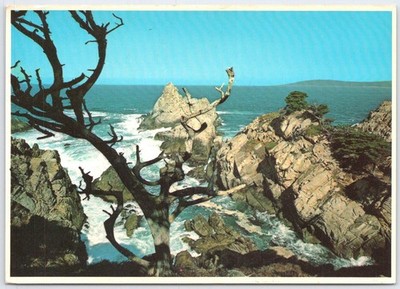 Vintage Point Lobos State Reserve Carmel California Postcard by Prestige Print