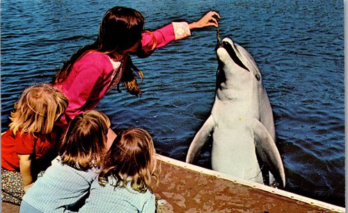 Vintage SeaWorld Sea World Postcard San Diego California CA Feeding Dolphin - Picture 1 of 3