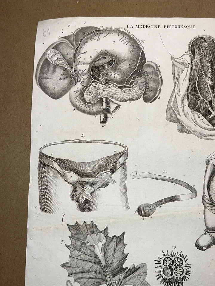 Antiquarische Radierung 1834 Anatomie Medizine Chirurgie Arzt Doktor Botanik - Bild 2 von 4