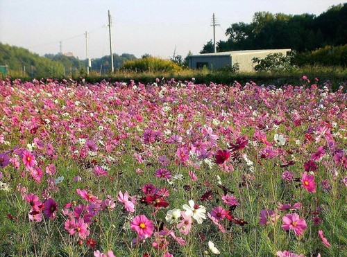 350 COSMOS SENSATION MIX gemischte Farben Cosmos Bipinnatus Blumensamen - Bild 5 von 10