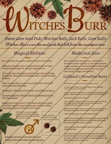 Witch's Burr 50 piezas. Bolas vainas de semillas de goma dulce NC 2025 protección contra raíces - Imagen 14 de 14
