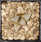 HW086 Haworthia Splendens GM452, Phyto available