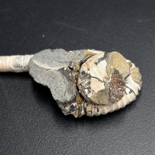 Heteroptychoceras obatai ammonite – Late Cretaceous Campanian, Hokkaido Japan - Picture 4 of 6