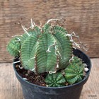 D7140 EUPHORBIA VALIDA pot10-H8-W11 cm MaMa Cactus