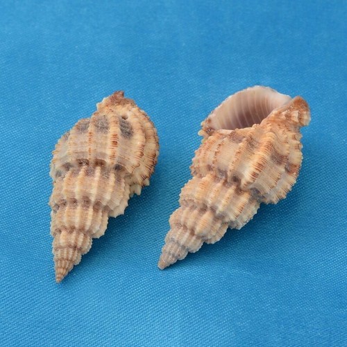 550pcs Spiral Shell Beads Dyed Peru Beads and Charms with Holes 14~40mm - Picture 2 of 2