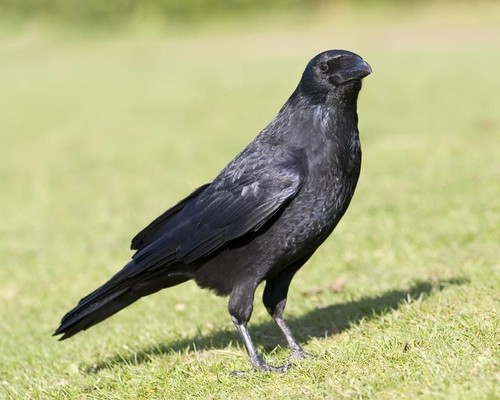 Authentic Biodegradable Turkey & Crow Game Call for Superior Hunting - Picture 3 of 3