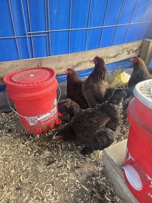 Partridge Cochins Chicken Hatching Eggs 12 Plues 2 Extra Eggs