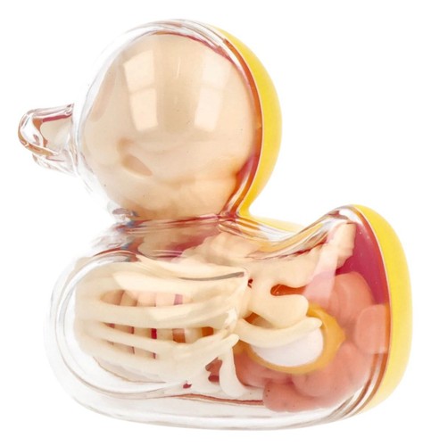 4D Master designer by Jason Freeny Bathing Ducky 3.25” (8 cm) Anatomy Figure - Picture 5 of 8