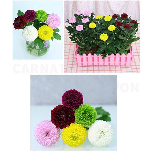 DAHLIA POMPON MIXED 100seeds Pompom Prolific Blooms - Picture 9 of 17