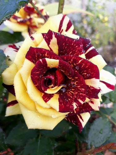 Rose cuttings Simsalabim rose 5 fresh cuttings/no roots-rare and unusual - 第 5/6 張圖片