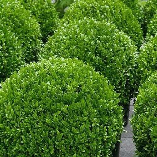 PLANTS ASSORTED TUBE STOCK (Fruit, Herb, Ornamental, indoor, Colour) + FREEBIE - Picture 36 of 249