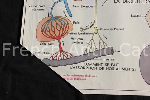Affiche scolaire vintage MDI 11 12 coeur vaisseaux sanguins sang deglutition - Imagen 11 de 11