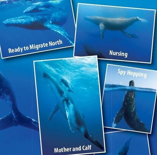 Humpback Whale Migrations Pacific Ocean Illustrated Card - Picture 4 of 4