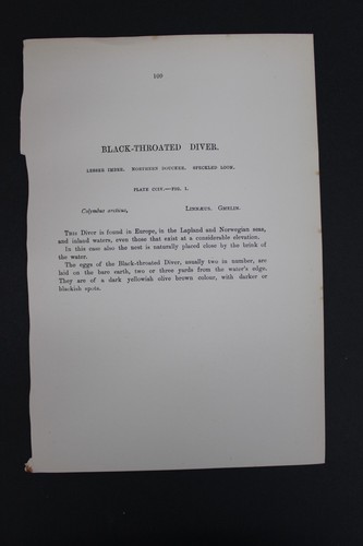Birds, Nests, Eggs, F.O.Morris, 1875 - Picture 3 of 4