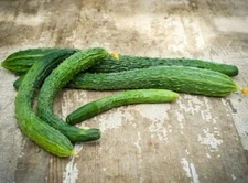 Suyo Long Cucumber 15 Seeds Heirloom Organic 2023 Season Excellent Japanese...