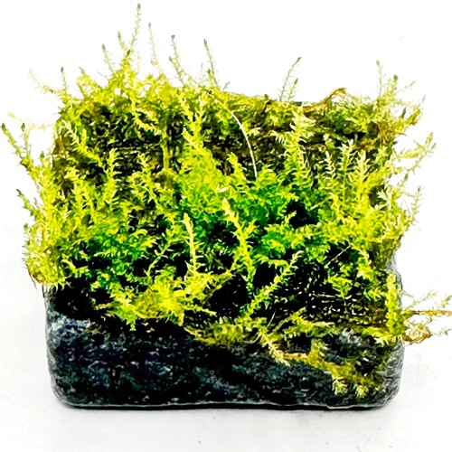 Healthy Potted Live Stem Aquarium Plants / Anubias, Java, Crypts: Shrimp Safe - Picture 5 of 92