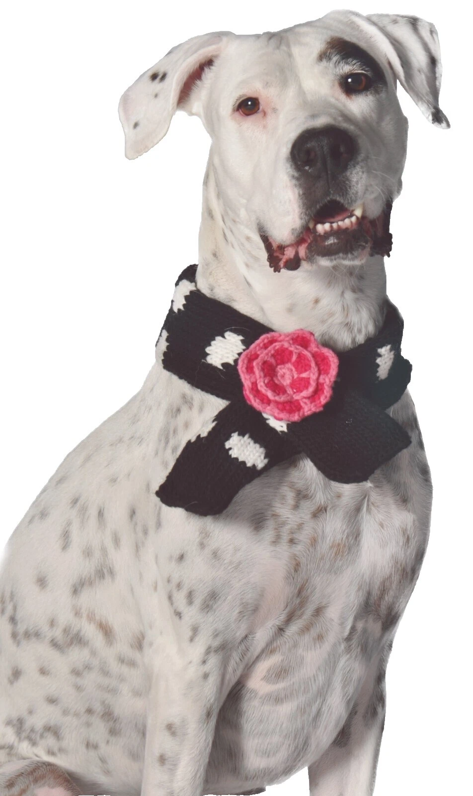 Ropa y zapatos para perro negro de lana