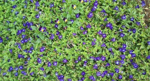 Dried Blue Butterfly Pea Flowers Tea Clitoria Ternatea - Picture 8 of 8