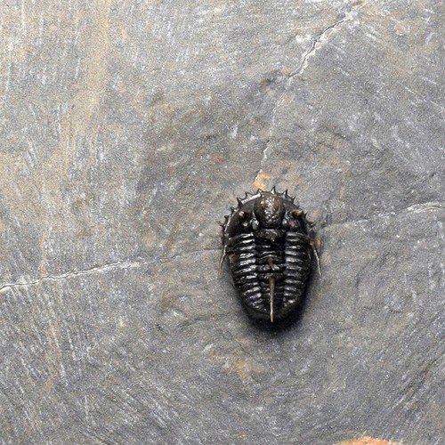 Very rare trilobite – Otarionella lkomalii - Picture 9 of 9