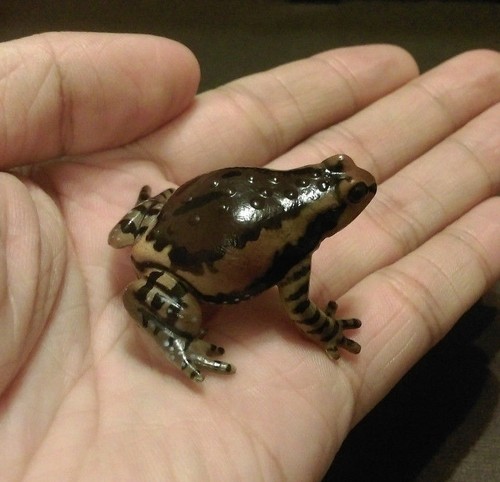 RARA Figura de sapo rana toro gordita japonesa exclusiva de Kaiyodo Yujin - Imagen 2 de 2