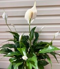 SPATHIPHYLLUM  'PEACE LILY' ROOTED WATER PLANT INDOOR PLANTS 27-3