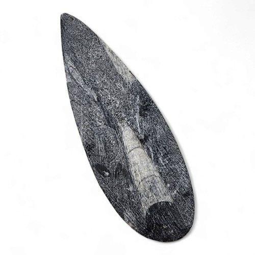 Orthoceras Polished Fossil 64.4 grams - Picture 2 of 2