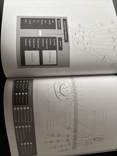Human Anatomy/Bones Coloring Book - Picture 3 of 3