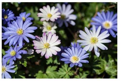 Anemone Blanda MIX Flower Bulbs Perennial Corms Autumn Planting Spring Blooming - Picture 1 of 6