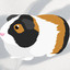 cavydoodles12